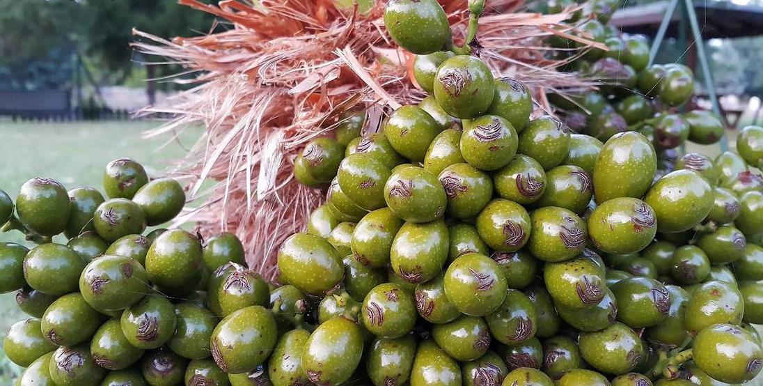 forenkrenk-saw-palmetto4_1_orig forenkrenk-saw-palmetto4_1_orig