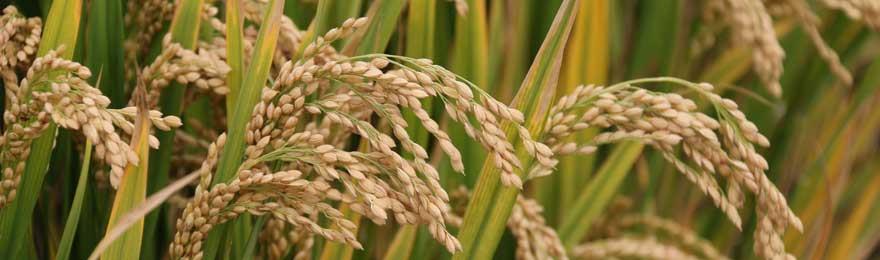 Ácido ferúlico Ferulic Acid