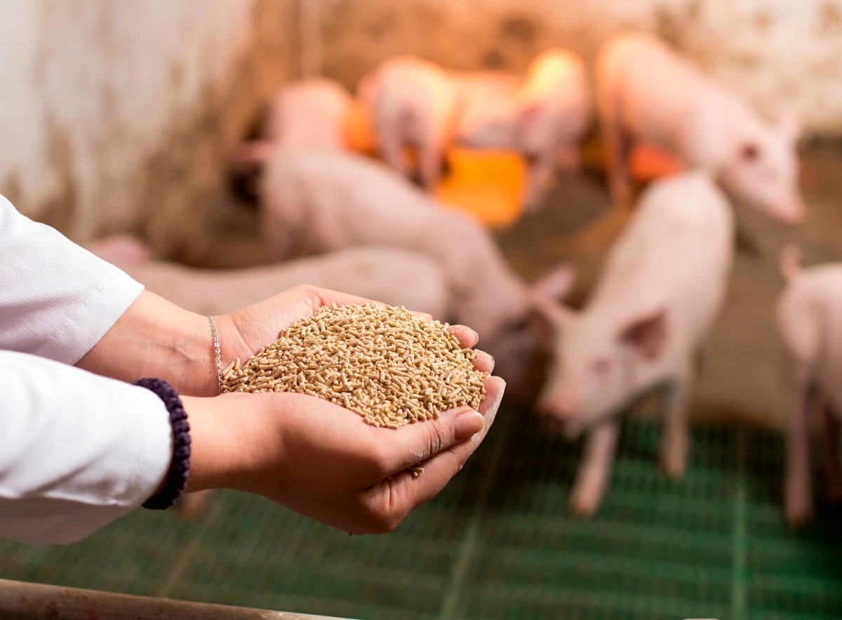 Animal Feed